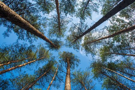 Beautiful pine trees in evergreen forest with blue sky, shot from belowの写真素材