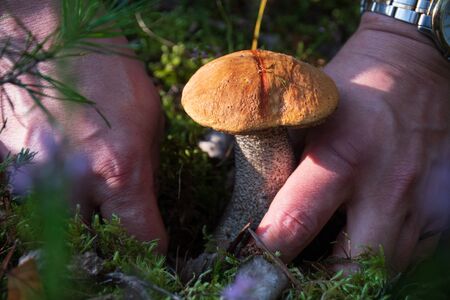 The search for mushrooms in the woods. Mushroom picker. A man is cutting a white mushroom with a knife. Tasty edible mushrooms boletus edulis, penny bun, cep, porcino or porcini in a beautiful forestの写真素材