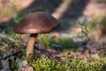 Brown mushroom in a forest among mossの写真素材