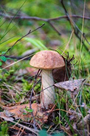 Tasty edible mushrooms boletus edulis, penny bun, cep, porcino or porcini in a beautiful forest...
