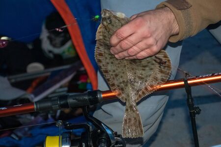 European flounder or Platichthys flesus, flatfish in the hand of a fisherman on the shore with fishing pole, night fishingの写真素材