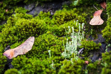 Beautiful variety of lush moss and lichen on the old wooden roof in autumnの写真素材