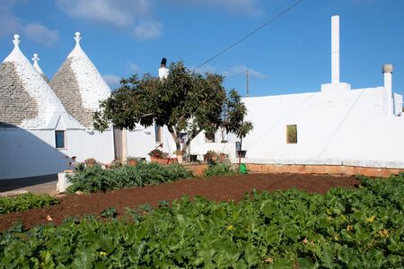 Group of Trulli and farm, traditional old houses and old stone wall in Puglia, Italy, Europe with rapini or broccoli rabe fieldのeditorial素材