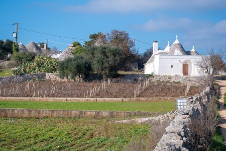 Trulli with white house, vineyard and olive trees, traditional old houses and old stone wall in Puglia, Italy, Europe, countrysideのeditorial素材