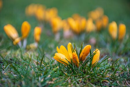 First flowers of spring on the green grass field after the rain. Blooming crocuses. Yellow orange flowerの写真素材