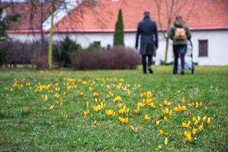 First flowers of spring on the green grass field after the rain with couple with stroller walking in...