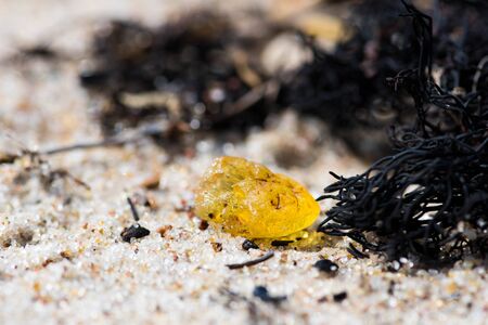 Beautiful piece of amber among the seaweed or algae on the sandy beachの写真素材