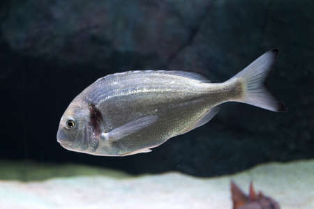 Beautiful sea bream, gilt-head or sea bream underwater with dark background, close up