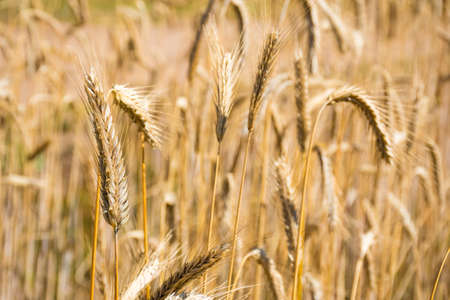 Wonderful field of yellow wheat ears ready to be harvested in summer, close up