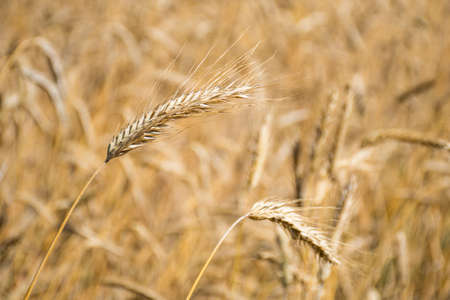 Wonderful field of yellow wheat ears ready to be harvested in summer, close upの写真素材