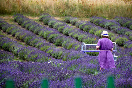 Girl or woman in violet dress with basket and hat picking flowers in a lavender fieldの写真素材