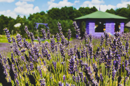 Beautiful violet flowers in a lavender field with farm and wooden house on backgroundの写真素材
