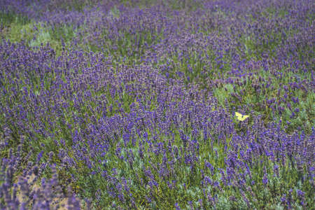 Beautiful violet flowers in a lavender field with butterfliesの写真素材