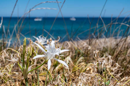 Pancratium maritimum, or sea daffodil, is a species of bulbous plant native to the Canary Islands and both sides of the Mediterranean region and Black Sea with blue sea and boats on the backgroundの写真素材