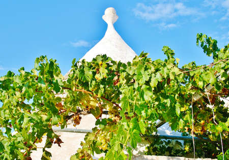 Trullo, traditional Apulian dry stone hut old houses with a conical roof in Itria Valley, Puglia, Italy, with vineyard in the countrysideの写真素材