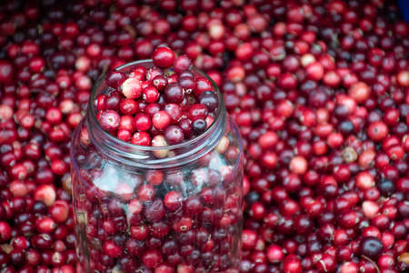 Red fresh healthy cranberries and lingonberries in a street food market ready to sell and eatの写真素材