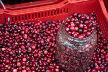 Red fresh healthy cranberries and lingonberries in a street food market ready to sell and eatの写真素材