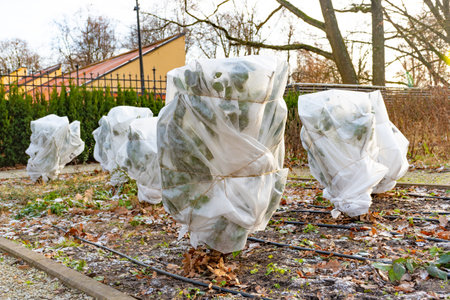 Plants and trees in a park or garden covered with blanket, swath of burlap, frost protection bags or roll of fabric to protect them from frost, freeze and cold temperature in winterの写真素材