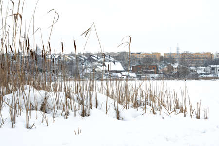 Frozen lake, with fir trees, reeds covered by the snow and city, town or village houses on backgroundの写真素材