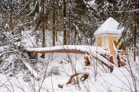 Secular old giant pine tree trunk covered by the snow fallen on the path after heavy snowfall in a park or forest in winterの写真素材