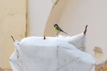 Plants and trees in a park or garden covered with blanket, swath of burlap, frost protection bags or roll of fabric to protect them from frost, freeze and cold temperature and parus or titmouse birdの写真素材