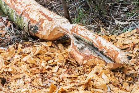 Beaver trees. Tree trunk gnawed, chewed, destroyed, carved, fallen, broken by European beaver Castor...