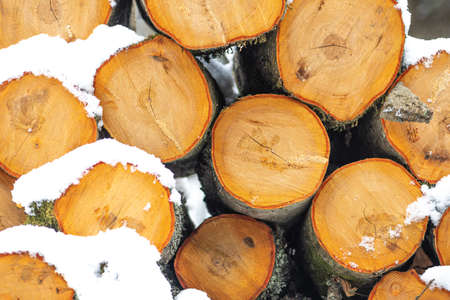 Stack composed of blocks, pieces or logs of wood in winter or spring covered by snow. Stacking wood for drying and storage, close upの写真素材