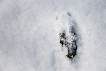 Deer footprint in the snow in winter or spring in the forest or woods, close upの写真素材