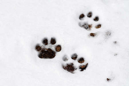 Dog footprints in the snow in winter or spring in the forest or woods, close up