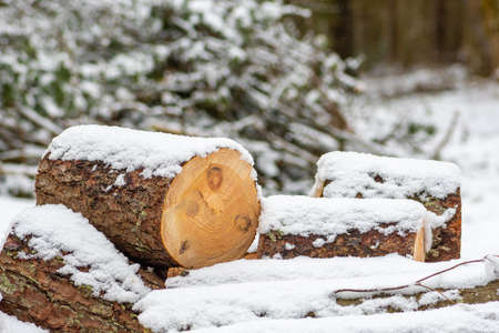 Stack composed of blocks, pieces or logs of wood in winter or spring covered by snow. Stacking wood for drying and storage, close upの写真素材