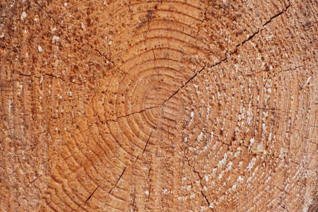 Large circular piece of wood cross section with trunk tree rings texture pattern and cracks, close...