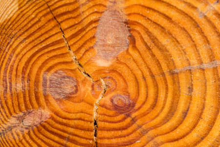 Large circular piece of wood cross section with trunk tree rings texture pattern and cracks, close upの写真素材