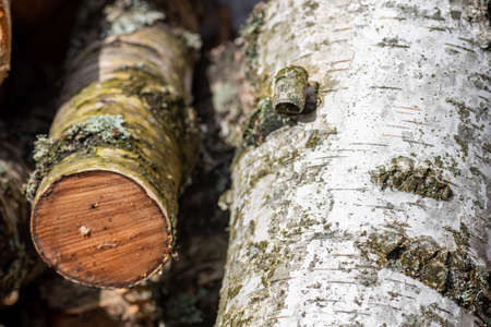 Stack or pile composed of blocks, pieces or logs of birch wood in winter or spring with snow. Stacking wood for drying and storageの写真素材