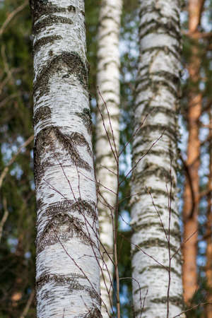 Background of the white and gray cortex and trunk birch tree in the woods, verticalの写真素材