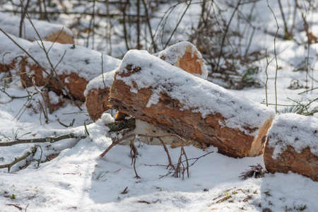 Blocks, pieces or logs of wood, in winter or spring with snow in the forest. Stacking wood for drying and storageの写真素材