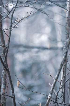 Beautiful small dry leaf on a branch of a tree covered with rain drops or frost, cold temperature in winter or spring, close up, verticalの写真素材