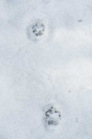 Fox footprint in the snow in winter or spring in the forest or woods, close up