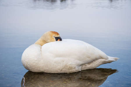 Beautiful young white swan or Cygnus sleeping on the waterの写真素材