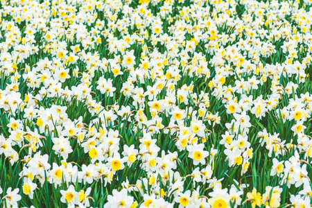 Wonderful yellow and white daffodil flower field, narcissus, spring perennial flower and plants among the green grass, flowers backgroundの写真素材