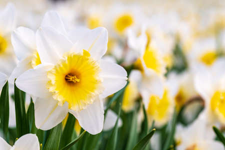 Wonderful yellow and white daffodil flower, narcissus, spring perennial flower and plants among the green grass in a field, park or garden, close upの写真素材