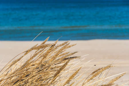 Beautiful calm blue sea with waves and sandy beach with reeds and dry grass among the dunes, travel in summer and holidays concept, sea landscapeの写真素材