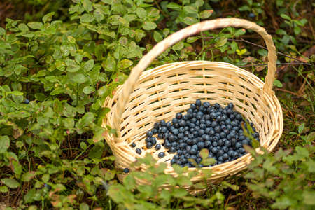 Fresh organic ripe blueberries in a wicker basket among the bushes in the woods in summer, close upの写真素材