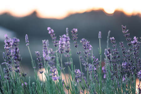 Soft focus flowers, beautiful lavender flowers blooming, inspirational nature background for relaxation and calmness conceptの写真素材