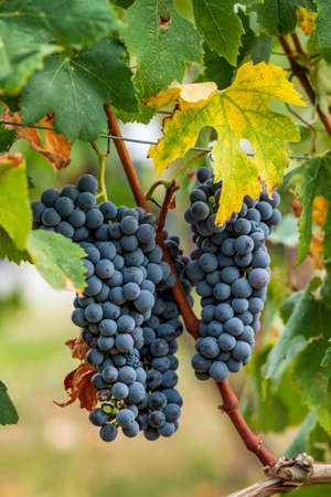 Beautiful bunch of black nebbiolo grapes with green leaves in the vineyards of Barolo, Piemonte,...