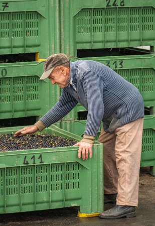 Cisternino, Italy - November 8 2021: Old man farmer with bio olives ready to be processed at the mill to get the olive oil in Puglia, Italy, verticalのeditorial素材