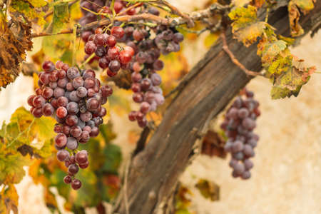Beautiful red or black ripe grapes under the autumn sun with yellow leavesの写真素材