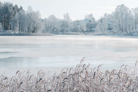 Wonderful white winter landscape with frozen lake, reeds and forest with white trees covered by...