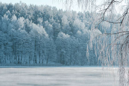 Wonderful white winter landscape with frozen lake, reeds and forest with white trees covered by...