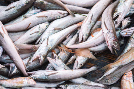 Various freshly just caught fish on a fishing wooden boat ready to be sold in a fish market. Shrimps, sea bass, cod, mullet or goatfishes. Close upの写真素材