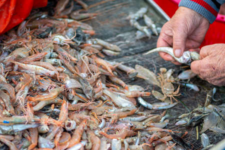 Various freshly just caught fish on a fishing wooden boat being selected by a fisherman and ready to be sold at the fish market with pieces of plastic or microplasticの写真素材